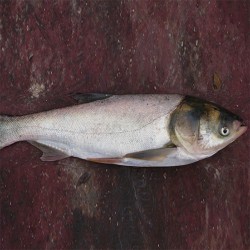 厂家供应优质淡水鲢鱼白鲢 新鲜鱼类生态水养殖白鲢鱼