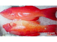 东星斑鱼 印尼进口 厂家大量供应