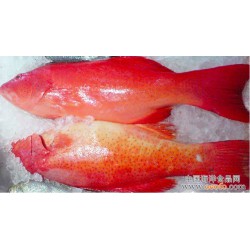 东星斑鱼 印尼进口 厂家大量供应