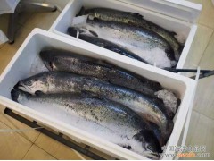 深圳优鲜源食品 挪威三文鱼批发 挪威三文鱼代理