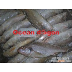海龙苑2014新货 进口菇鱼 墨西哥黄鱼 黄菇鱼 白菇鱼批发