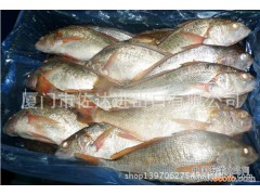 鲜动生活 海鲜水产 深海 小黄鱼 新鲜 优质货源 品质保证 抢购
