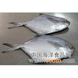 供应低价优质海鲜大礼包 野生东海大鲳鱼 野生竹节虾
