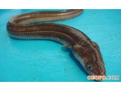 供应海鳗,鳗鱼,出口品质海鳗