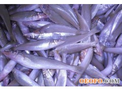 供应沙丁鱼，冷冻沙丁鱼，渤海湾天然捕捞