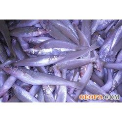 供应沙丁鱼，冷冻沙丁鱼，渤海湾天然捕捞