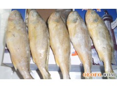 供应黄花鱼，冷冻黄花鱼，大规格（1500g/盒），黄海黄花鱼