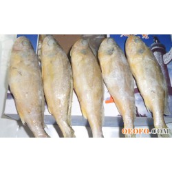 供应黄花鱼，冷冻黄花鱼，大规格（1500g/盒），黄海黄花鱼