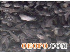 石斑鱼,鲜活海产品,水产品,青岛水产,青岛水产石斑鱼