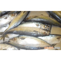 供应鲐鲅鱼、海鲜鱼类、海鲜批发,各种规格