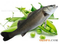 无公害优质 鲈鱼 2000-3000g