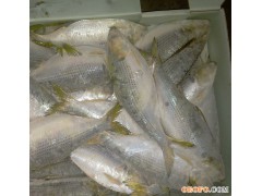 日本海鲫鱼 250-350 现货