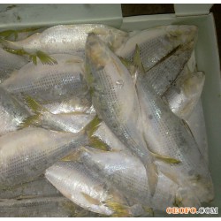 日本海鲫鱼 250-350 现货