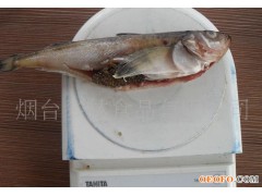 寿司鱩鱼，冷冻粗加工水产品