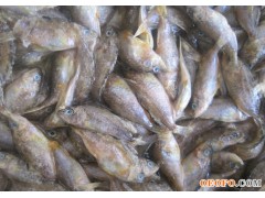 优质高蛋白鱼虾蟹用野生海捕饲料鱼、小杂鱼