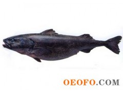 批发 美国阿拉斯加 进口野生黑鳕鱼 鳕鱼 裸盖鱼