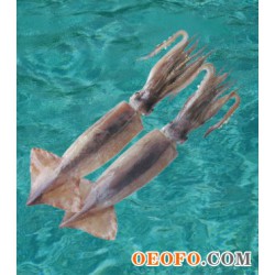 日本海鱿鱼