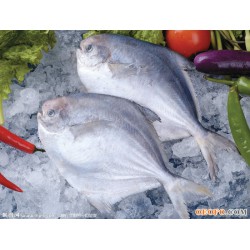 冷冻鲳鱼 顶级 进口