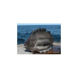 北大西洋斑鱼