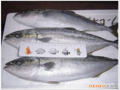 供应鲅鱼/海产品批发/水产品批发/海鲜水产品/冰鲜带鱼