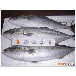 供应鲅鱼/海产品批发/水产品批发/海鲜水产品/冰鲜带鱼