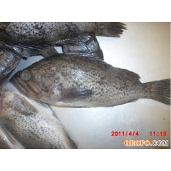 供应冰鲜黑头鱼、供应海鲜鱼类、各种冰鲜鱼类