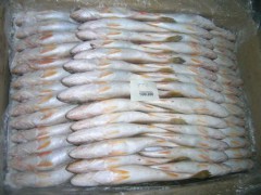 印度黄菇鱼TT croaker