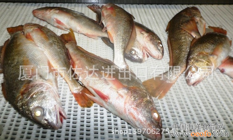 鲜动生活 海鲜水产 深海 小黄鱼 新鲜 优质货源 品质保证 抢购