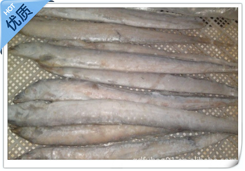批发供应优质带鱼 冷冻带鱼 0.6-0.8公斤一条