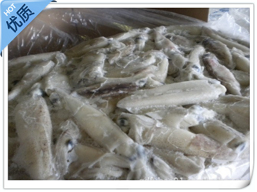长期供应鲳鱼 大鲳鱼冷冻海产品批发