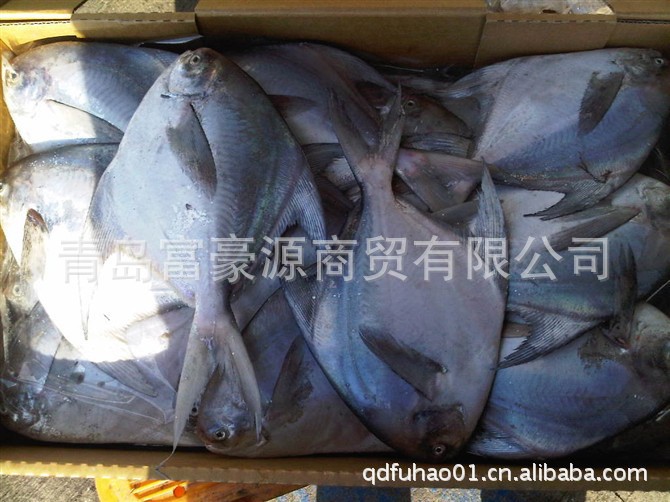 长期供应鲳鱼 大鲳鱼冷冻海产品批发