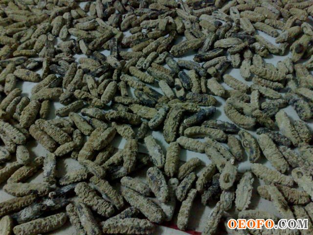 The Mediterranean dried Sea cucumbers(CurryFishSaudi),100%wild,no salted,no sands,no pollution!!