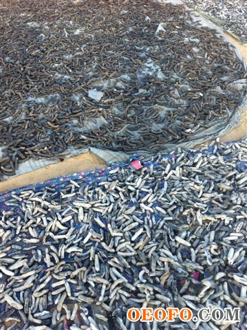 地中海极品干海参，100％纯野生，无盐，无砂，无污染，根据欧盟高标准做成，营养价值极高