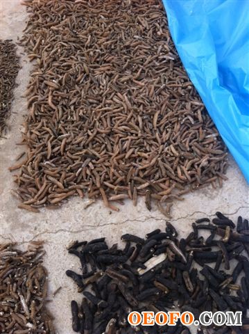 地中海极品干带刺海参(golden spiky)，100％纯野生，无盐，无砂，无污染，根据欧盟高标准做成，营养价值极高