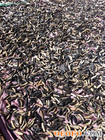 地中海极品干海参(Kajino)，100％纯野生，无盐，无砂，无污染，根据欧盟高标准做成，营养价值极高