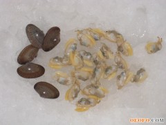 供应冻花蛤（花甲）螺肉