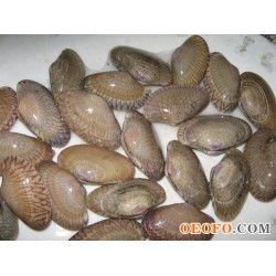 我公司是长期做巴非蛤养殖，全年提供保质保价巴非蛤，产地位于福建漳州沿海，有需要请联系