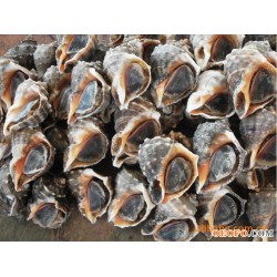 供应海螺、贝类批发、鲜活海鲜水产品、海鲜批发、北朝鲜蟹类批发