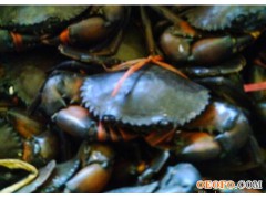 缅甸黑蟹；黑蟹；铁蟹；香辣蟹；迷踪蟹！