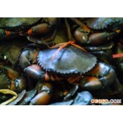 缅甸黑蟹；黑蟹；铁蟹；香辣蟹；迷踪蟹！