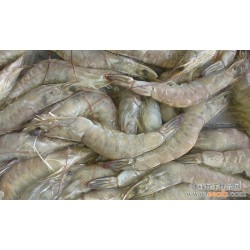 厄瓜多尔南美白虾