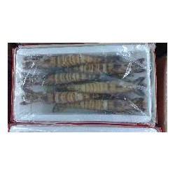 供应野生斑节虾