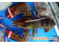 供应龙虾，91-110以上（千克/只），大规格，高等级，进口龙虾