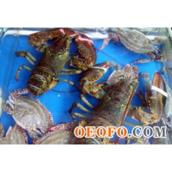 供应福建龙虾，天然波龙虾，91-110以上（千克），大规格，一等级龙虾