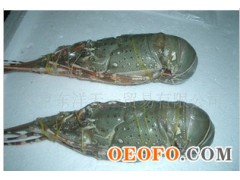 印尼龙虾