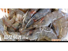 供应大量白虾 6-8