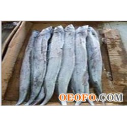 供应印度带鱼,优质带鱼