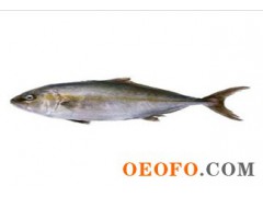 供应银鳕鱼,挪威银鳕鱼,进口银鳕鱼