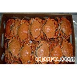 供应石蟹,美国石蟹,岩蟹,面包蟹