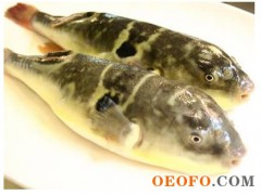 河豚鱼供应,优质河豚,海产特供产品